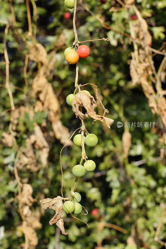 白色bryony Bryonia dioica浆果成熟和未成熟